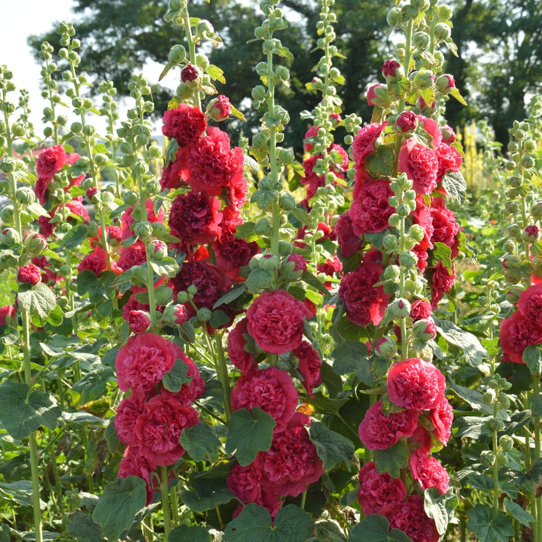 🌸 Premium σπόροι μολόχας (διπλά άνθη) — ψηλά, έντονα χρωματισμένα λουλούδια για τη δημιουργία ενός ρομαντικού κήπου