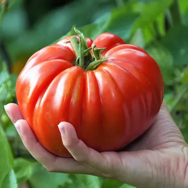 🍅 Хибриден домат F1 „Ruby Monster“ – неГМО