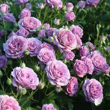 🌸 Vzácná semena popínavé růže Rosa Eden — snadné pěstování, voňavé, vytrvalé květy