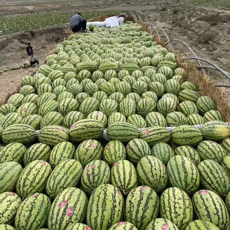 🔥Poslední den výprodeje🍉Semínka melounu od Lazy Mana🍉