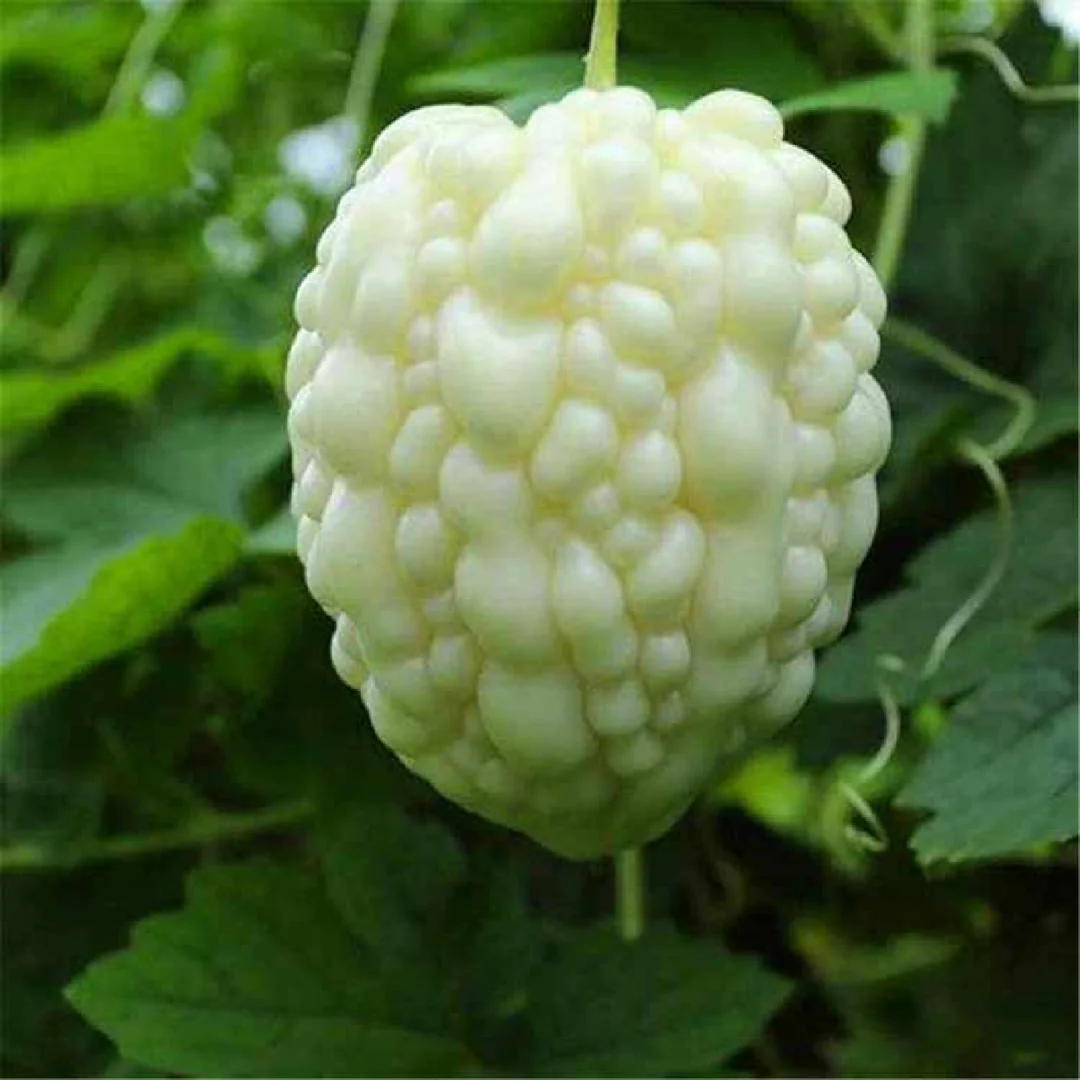 Семена от бял нефрит (горчива пъпешка)