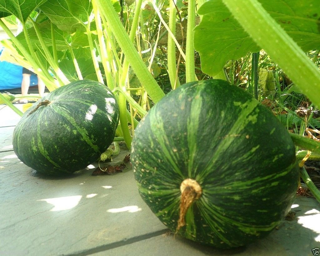 graines de courge vertes japonaises