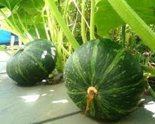 graines de courge vertes japonaises