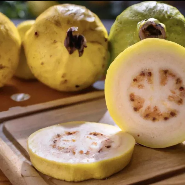 Guava Fruit Tree Seeds for Planting Exotic & Delicious Tropical Fruit
