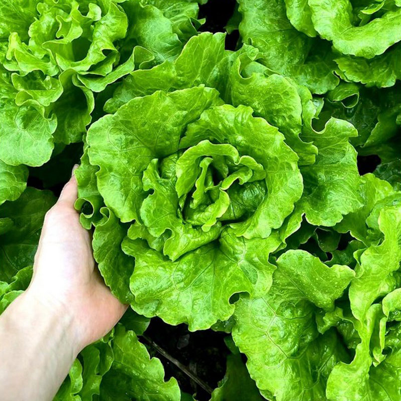🥬 Семена от италианска маруля за всички сезони