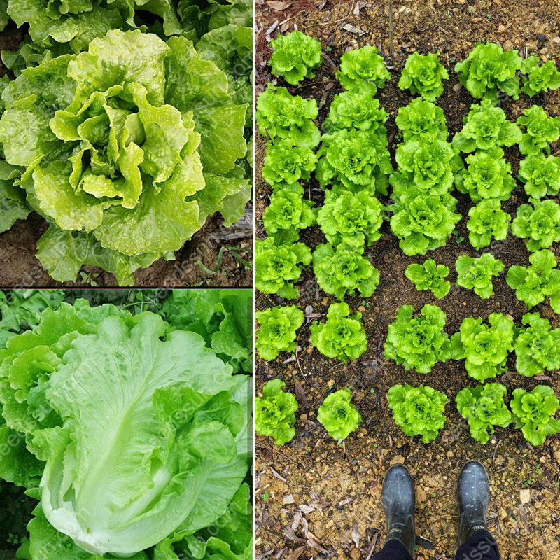 🥬 Семена от италианска маруля за всички сезони