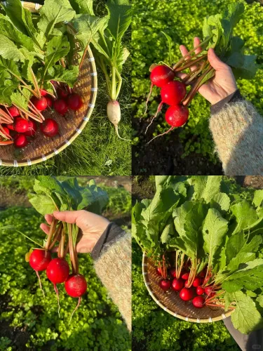 🥕 Čerešňové reďkovky – zber o 25 dní. Chrumkavé, sladké, ideálne do šalátu aj do hrnca. 🌿✨(1 balenie 1000 semien)