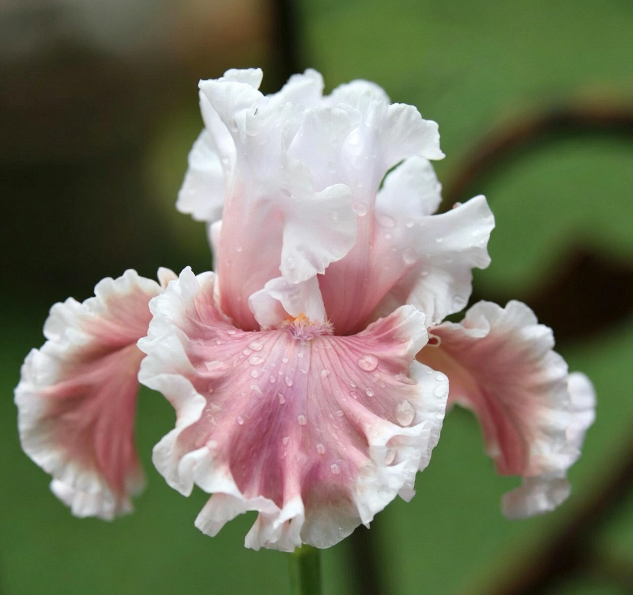 Podrobný popis semienka Iris Zebra – Exotická krása pre váš záhradný oázu