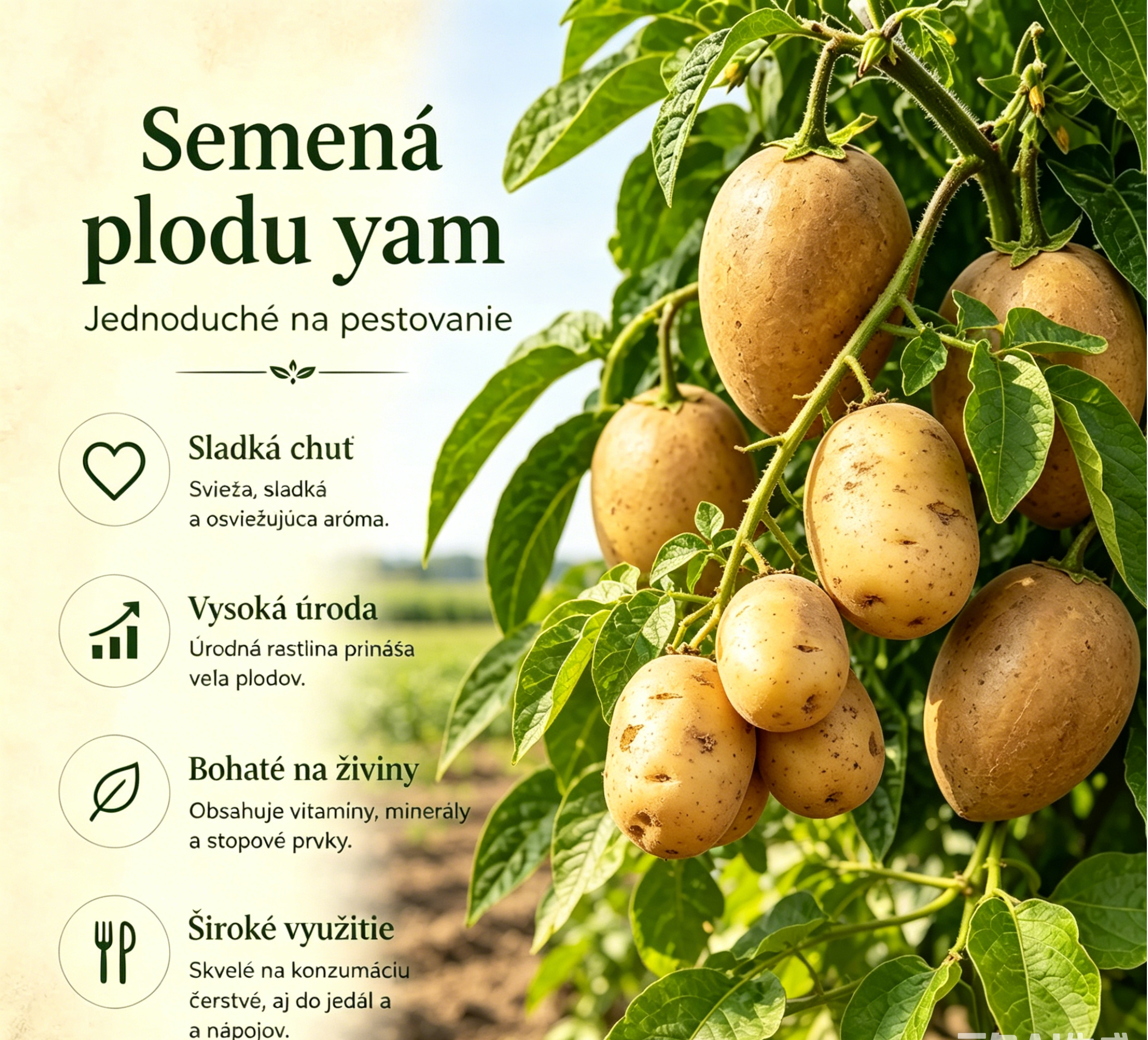 Semienka zemiakov, ktoré rastú na stromoch 🥔 Zemiaky pre lenivých(1 balenie 200 semien)
