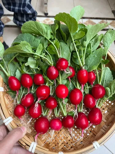 🥕 Čerešňové reďkovky – zber o 25 dní. Chrumkavé, sladké, ideálne do šalátu aj do hrnca. 🌿✨(1 balenie 1000 semien)