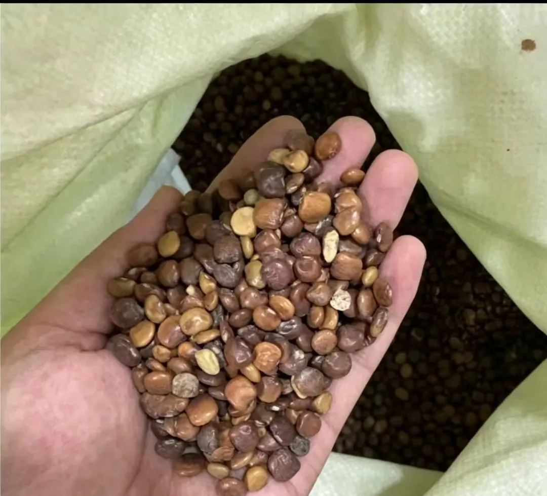 Organické semeno Jakonu🥔 ľahko pestovateľné, vysoký výnos(1 balenie 200 semien)