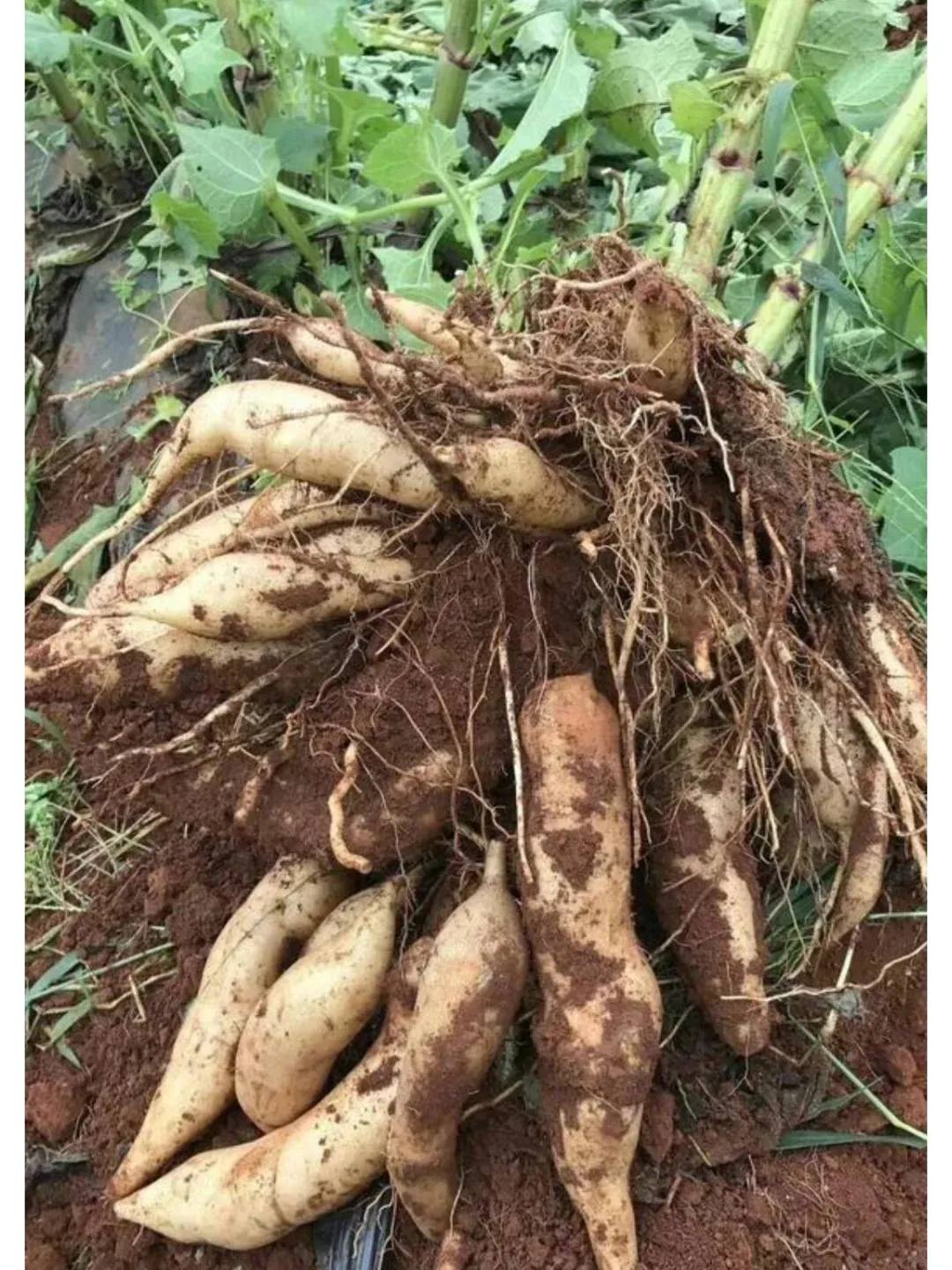 Organické semeno Jakonu🥔 ľahko pestovateľné, vysoký výnos(1 balenie 200 semien)