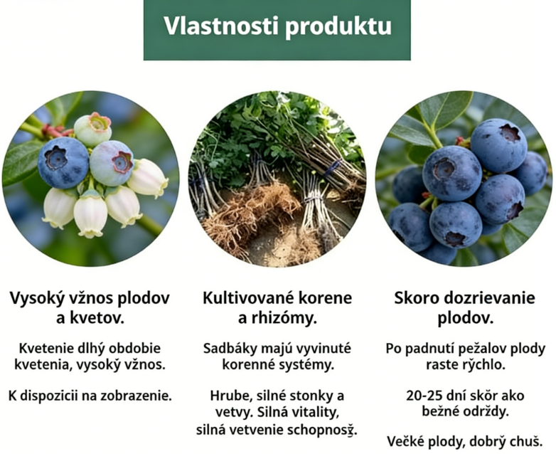 🔥 Jarný výpredaj 🌌 Zimne odolné, vysoko kvalitné, vzácne semená borovnice 🌿 – Ovocná rastlina pre každého záhradníka