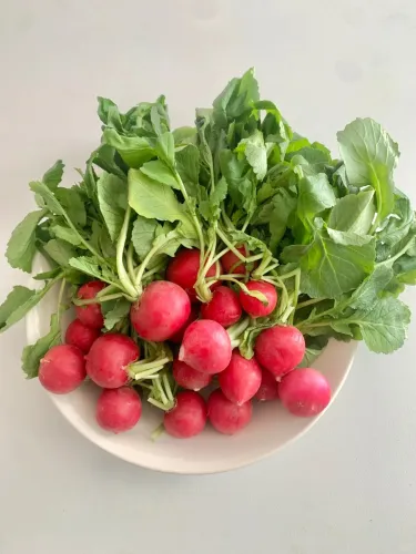🥕 Čerešňové reďkovky – zber o 25 dní. Chrumkavé, sladké, ideálne do šalátu aj do hrnca. 🌿✨(1 balenie 1000 semien)