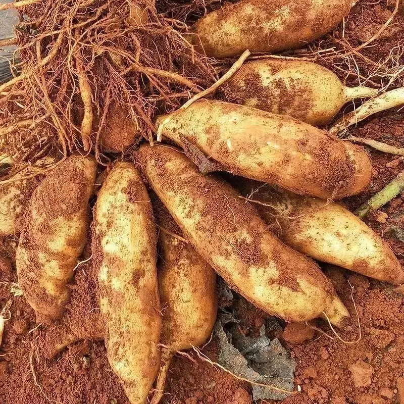Organické semeno Jakonu🥔 ľahko pestovateľné, vysoký výnos(1 balenie 200 semien)