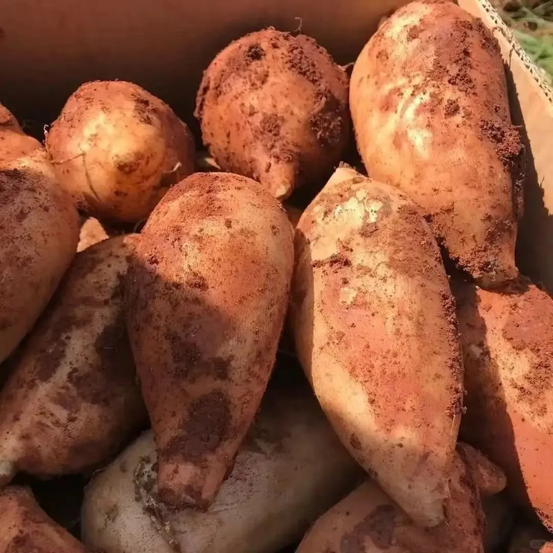 Organické semeno Jakonu🥔 ľahko pestovateľné, vysoký výnos(1 balenie 200 semien)