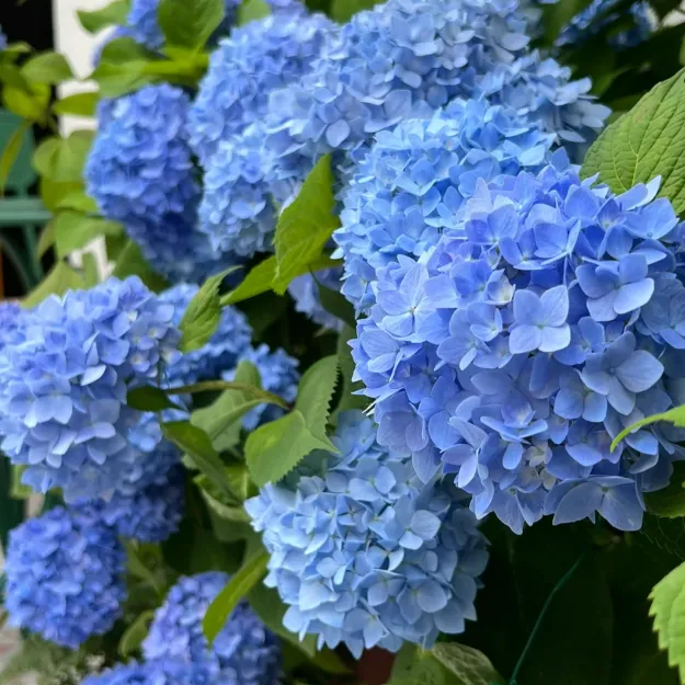🌸 Hortenzia - Kvitnúce romantika po celú sezónu!