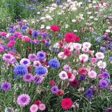 🌸 Semená chrpy – Neustále kvitnúca kvetinová krása od jari až po zimu 🌿(1 balenie 50 semien)