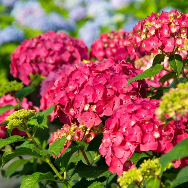 🌸 Hortenzia - Kvitnúce romantika po celú sezónu!