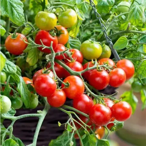 🍅🍅Semená zakrpatených paradajok v kvetináči