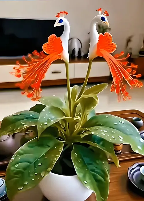 🔥Posledné 3 hodiny: 50% zľava🌺 Semená z pávieho kvetu ✨Ľahko sa pestujú