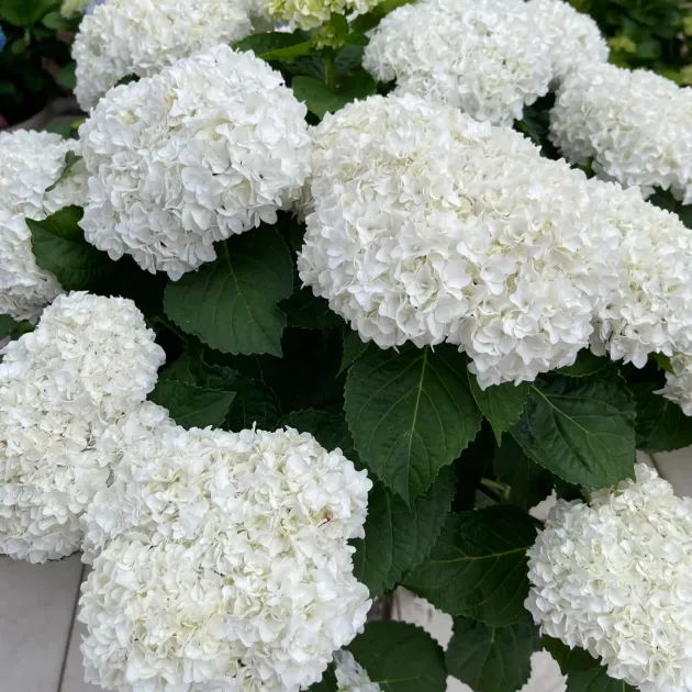 🌸 Hortenzia - Kvitnúce romantika po celú sezónu!