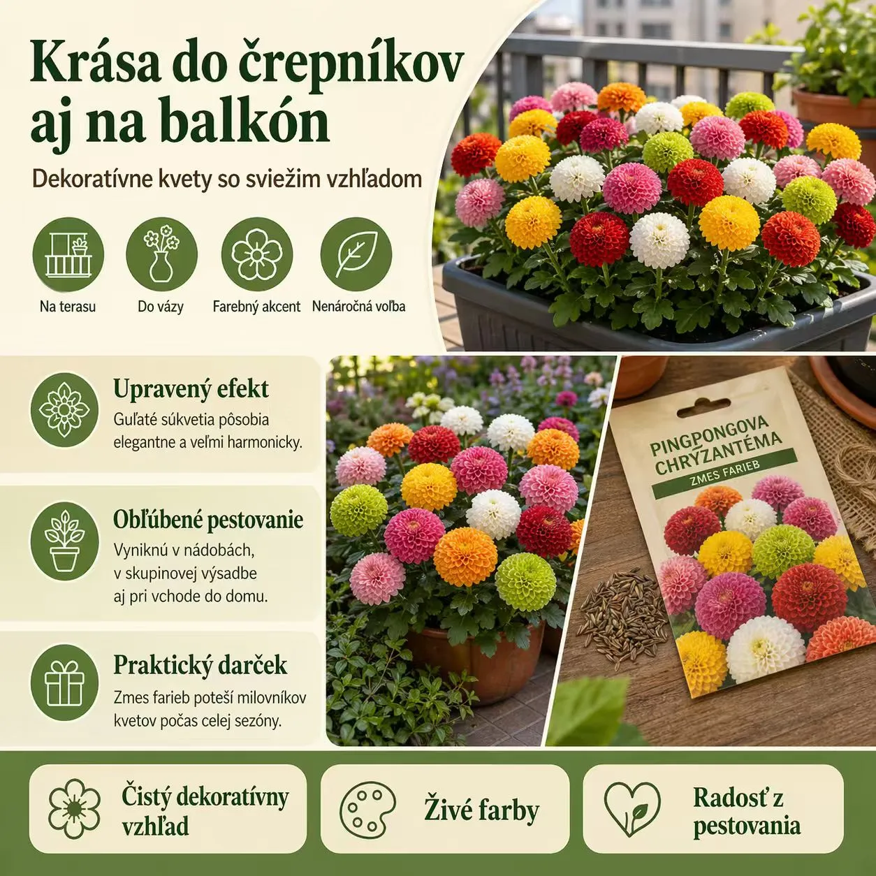 🏵️Farebné semienka chryzantémy na pingpong(1 balenie 100 semien)