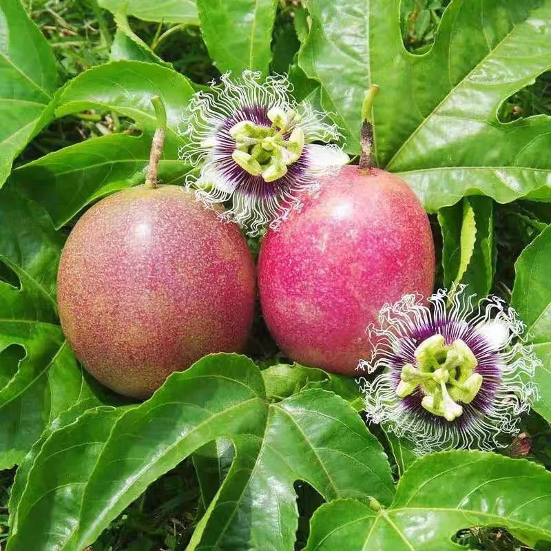 🌿🍈 Semená marakuje – jednoduché pestovanie doma 🌱 Predaných už viac ako 10 000 balení semien 🏆🏆🏆(1 balenie 50 semien)