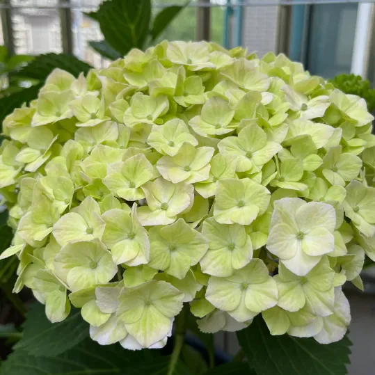 🌸 Hortenzia - Kvitnúce romantika po celú sezónu!