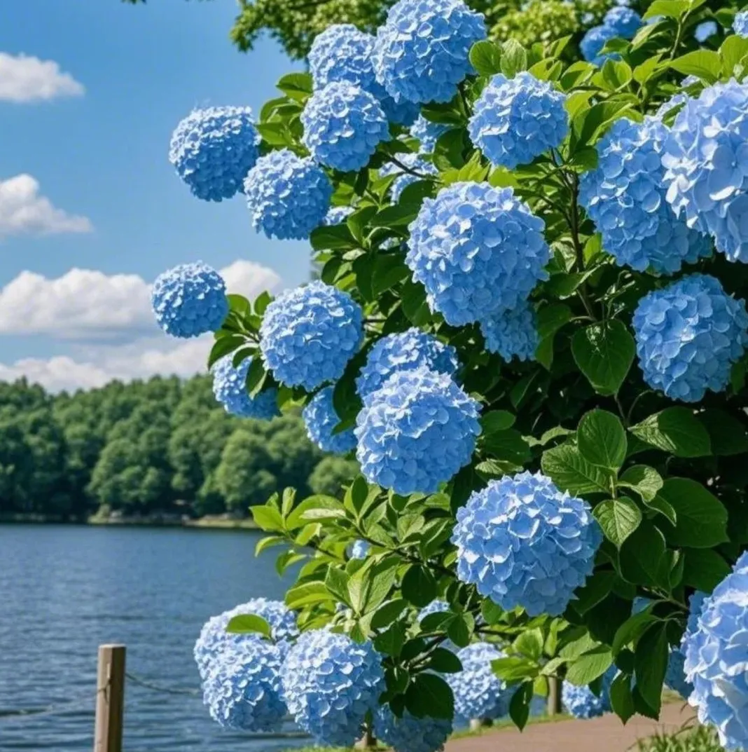 🌸 Hortenzia - Kvitnúce romantika po celú sezónu!
