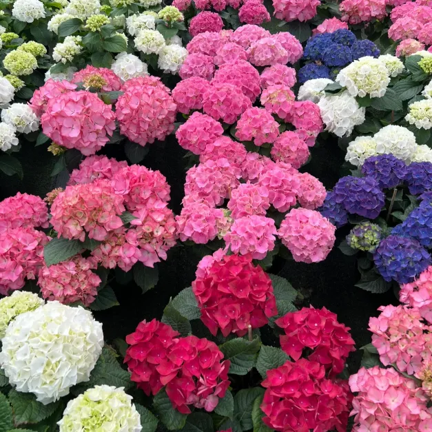 🌸 Hortenzia - Kvitnúce romantika po celú sezónu!