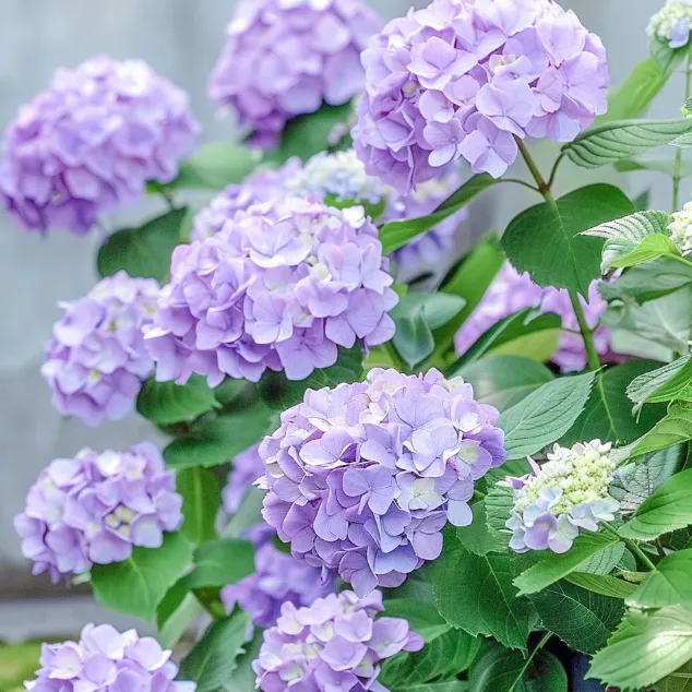 🌸 Hortenzia - Kvitnúce romantika po celú sezónu!