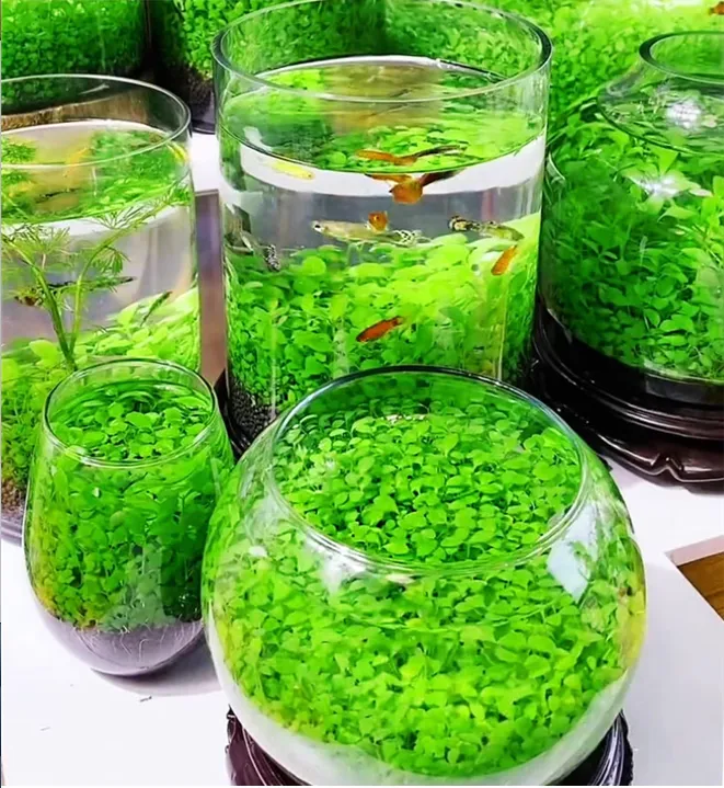 🌿Semená na čistenie vzduchu v akváriu(1 balenie 2000 semien)
