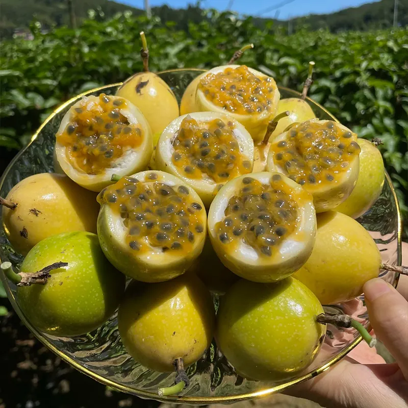 🌿🍈 Semená marakuje – jednoduché pestovanie doma 🌱 Predaných už viac ako 10 000 balení semien 🏆🏆🏆(1 balenie 50 semien)