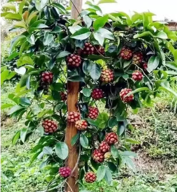 🌿 Semená čierneho tigra – jednoduché pestovanie doma 🌱 Predaných už viac ako 10 000 balení semien🏆🏆🏆(1 balenie 20 semien)