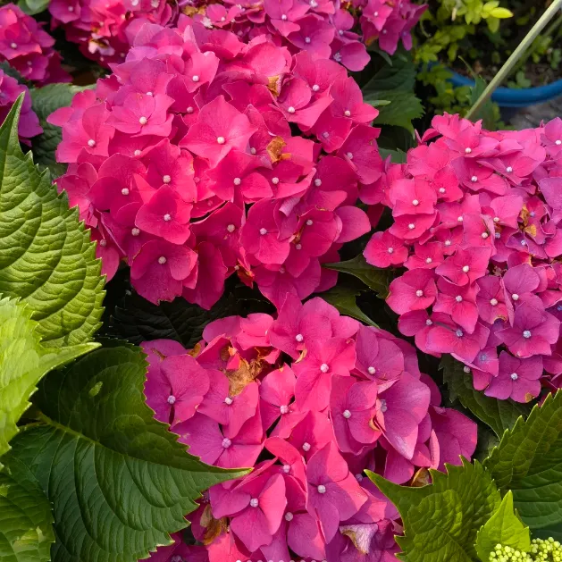 🌸 Hortenzia - Kvitnúce romantika po celú sezónu!