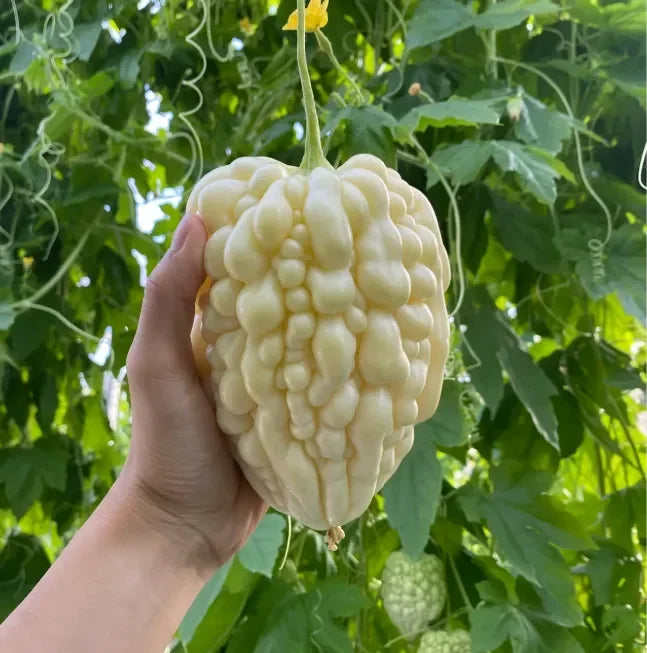 🌿Jablkový horký melón – Unikátna zmes ovocia a zeleniny!