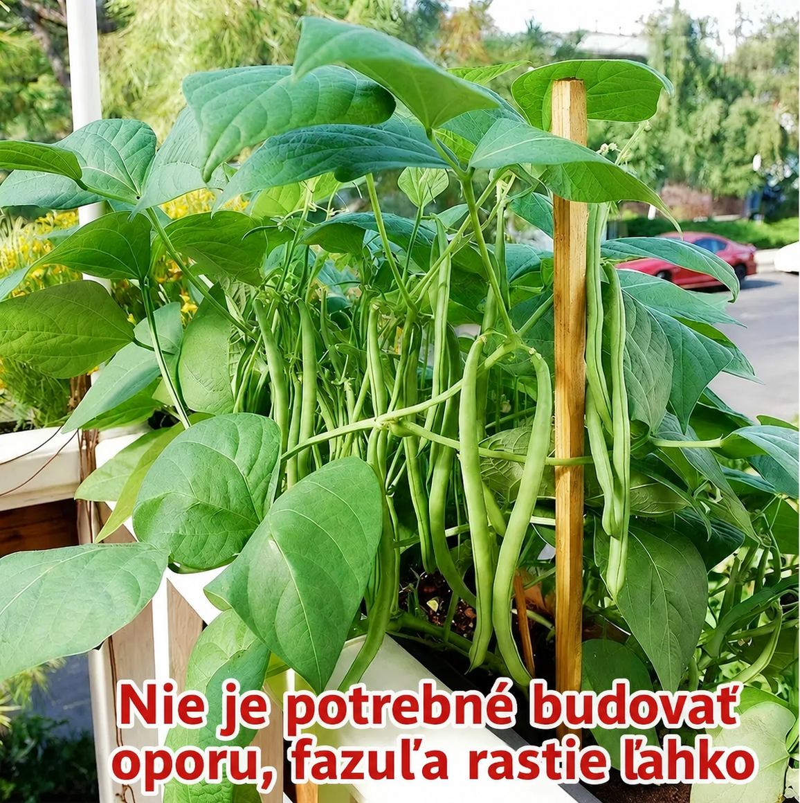 🔥 Semená fazule zakrpatej 🌱 | Vysoký výnos • Bez kolku • Ľahko sa pestuje(1 balenie 25 semien)