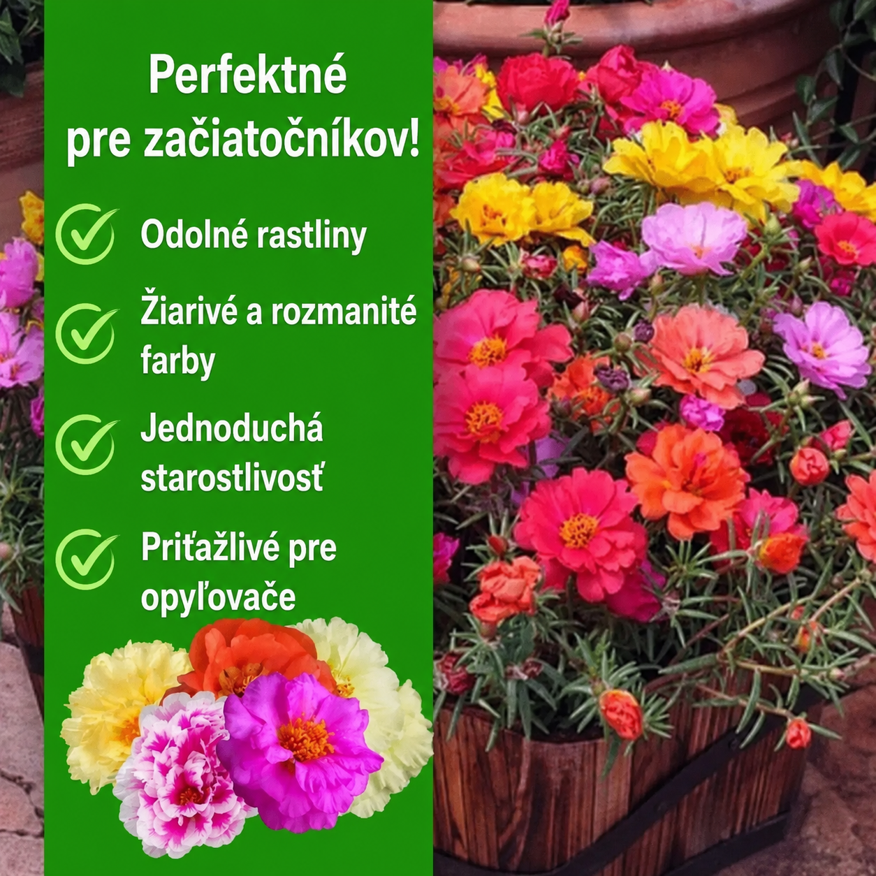 🌸Semená portulaky🌿 Ľahko sa pestujú / Ideálne na balkóny a do záhrad(1 balenie 10 000 semien)
