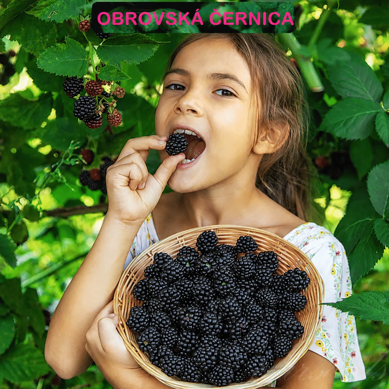 🍇🌿 Semená moruše – jednoduché pestovanie doma 🌱 Predaných už viac ako 10 000 balení semien🏆🏆🏆(1 balenie 500 semien)