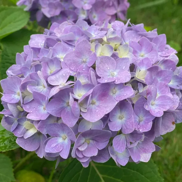 🌸 Hortenzia - Kvitnúce romantika po celú sezónu!