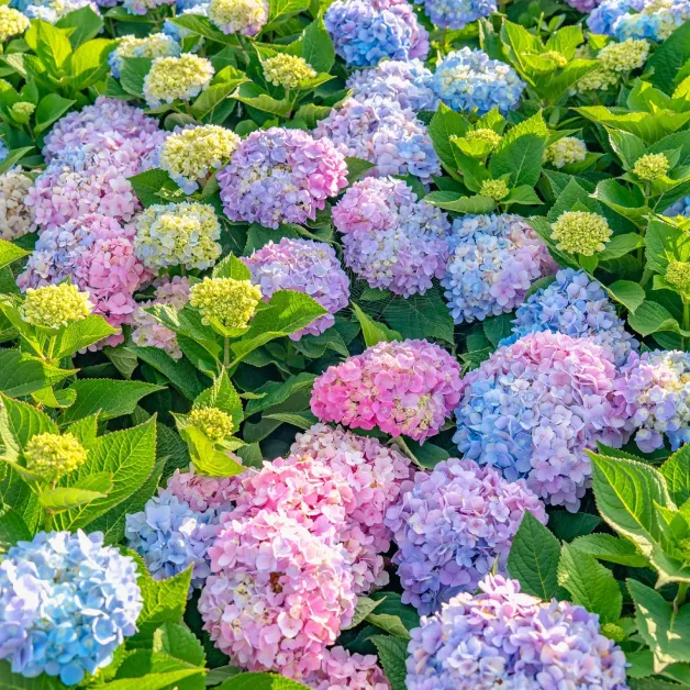 🌸 Hortenzia - Kvitnúce romantika po celú sezónu!