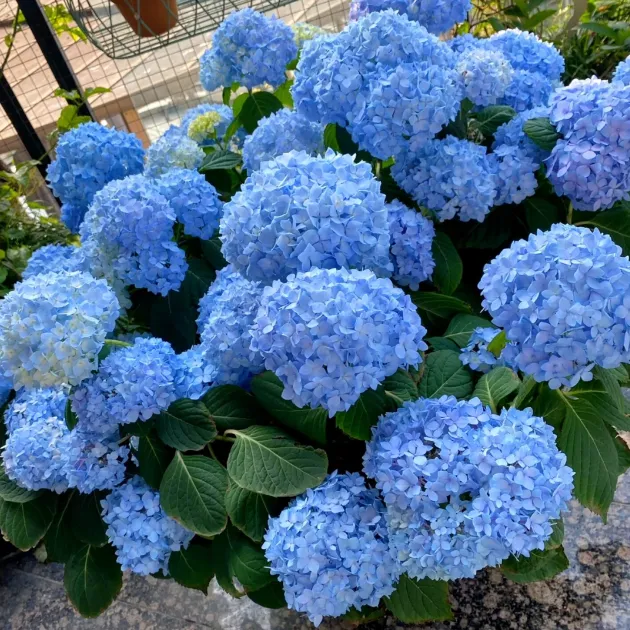 🌸 Hortenzia - Kvitnúce romantika po celú sezónu!