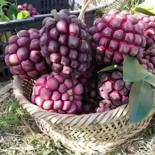 🌿 Semená čierneho tigra – jednoduché pestovanie doma 🌱 Predaných už viac ako 10 000 balení semien🏆🏆🏆(1 balenie 20 semien)