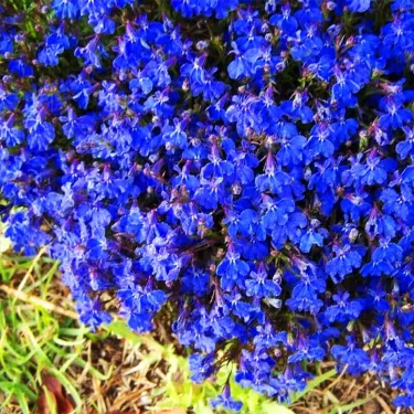 💜 Plazivá materina dúška – semená pre krásny trávnik bez kosenia. Kvitne po celý rok, odolná voči chladu. 🏡✨(1 balenie 100 semien)