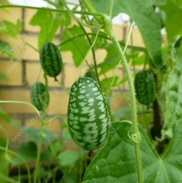 🍉 Mexický mini melón – chrumkavá pochúťka, ktorú si s ľahkosťou vypestujete sami!(1 balenie 50 semien)