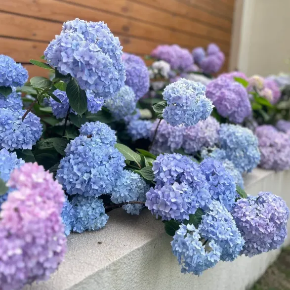 🌸 Hortenzia - Kvitnúce romantika po celú sezónu!