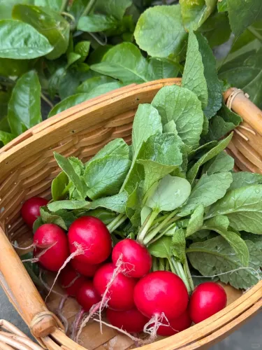 🥕 Čerešňové reďkovky – zber o 25 dní. Chrumkavé, sladké, ideálne do šalátu aj do hrnca. 🌿✨(1 balenie 1000 semien)