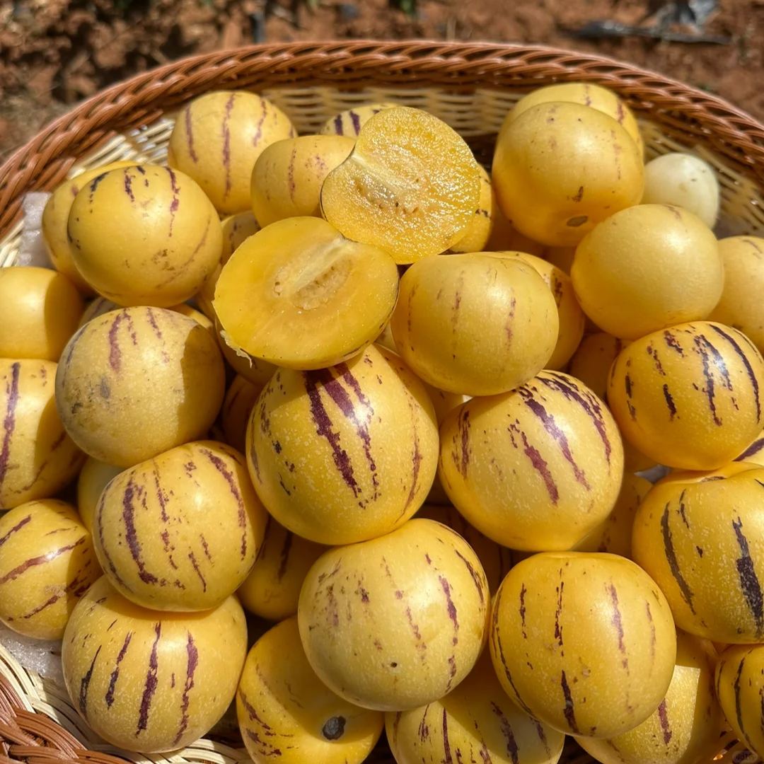 ✨Rarita! Semená plodov ženšenu🥭 Vysoká klíčivosť, vitamínová bohatosť | -50% Zľava 🔥 100 semien/balení
