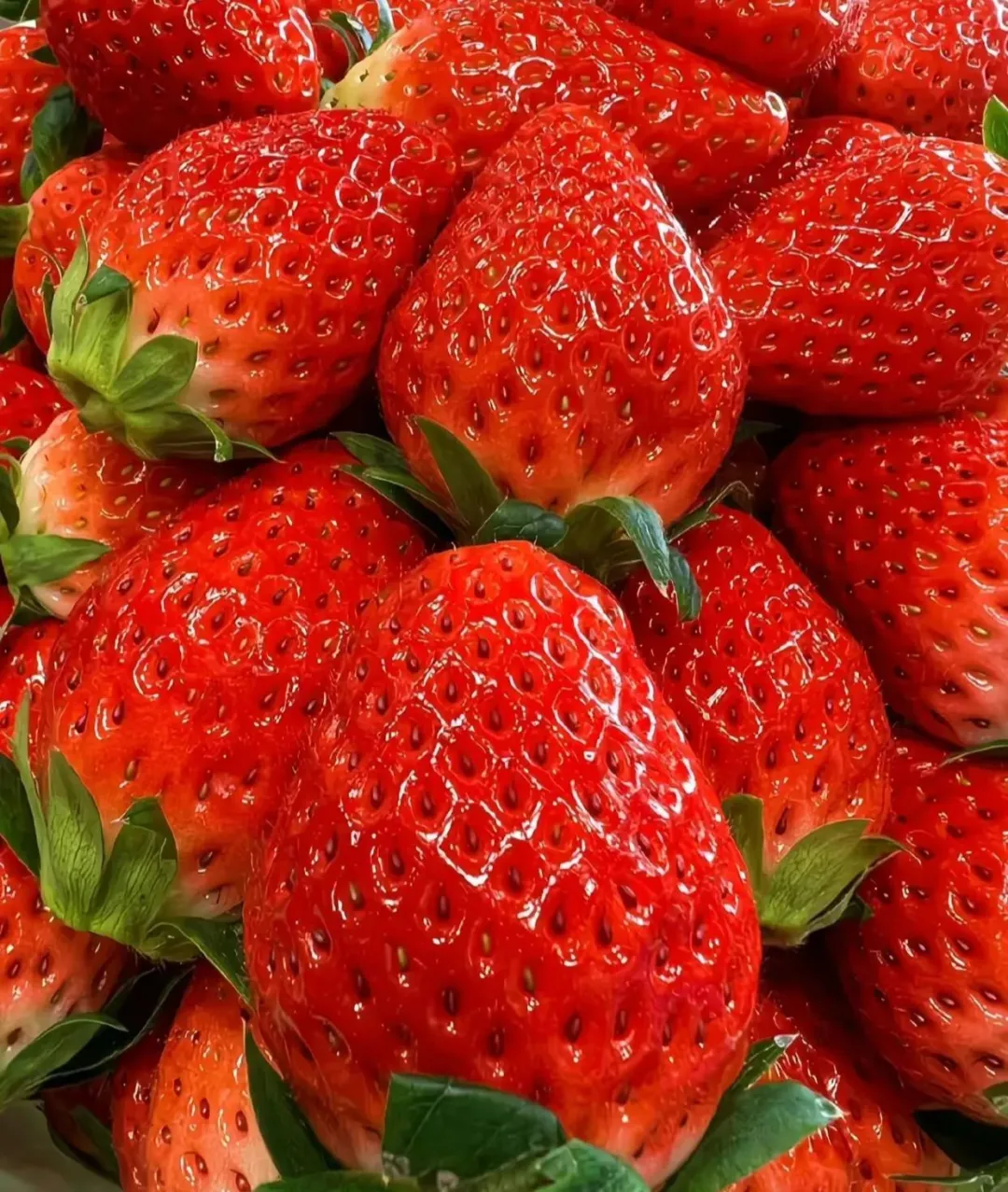 Jahody Four Seasons Red – teraz za najnižšie ceny!(1 balenie 200 semien)